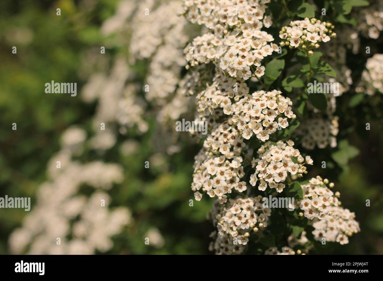 Beautiful common and typical midwest flowers growing in the morning
