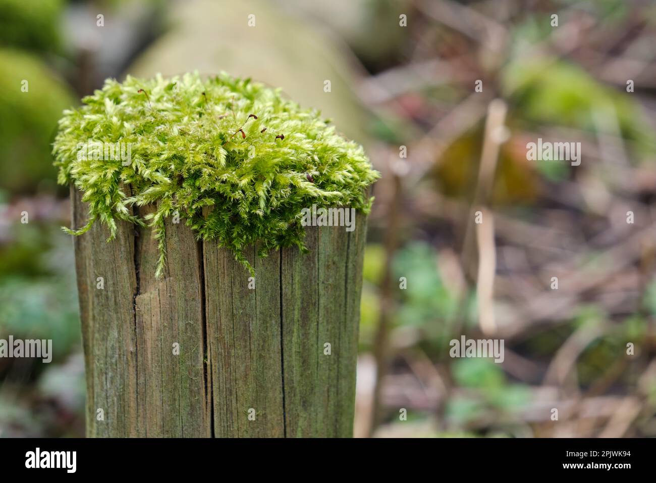 Vibrant green hypnum cupressiforme, cypress-leaved plaitmoss or hypnum moss on a wooden pole in early spring.Also named Bird's-claw Beard Moss. Stock Photo