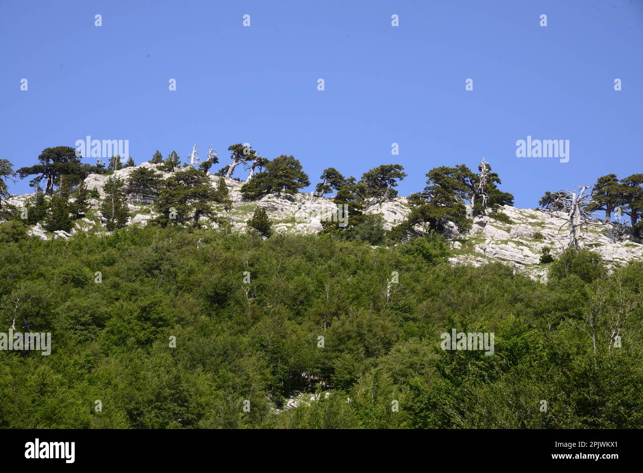 Pollino National Park is home of the Pinus heldreichii; Basilicata; Italy, Europe Stock Photo