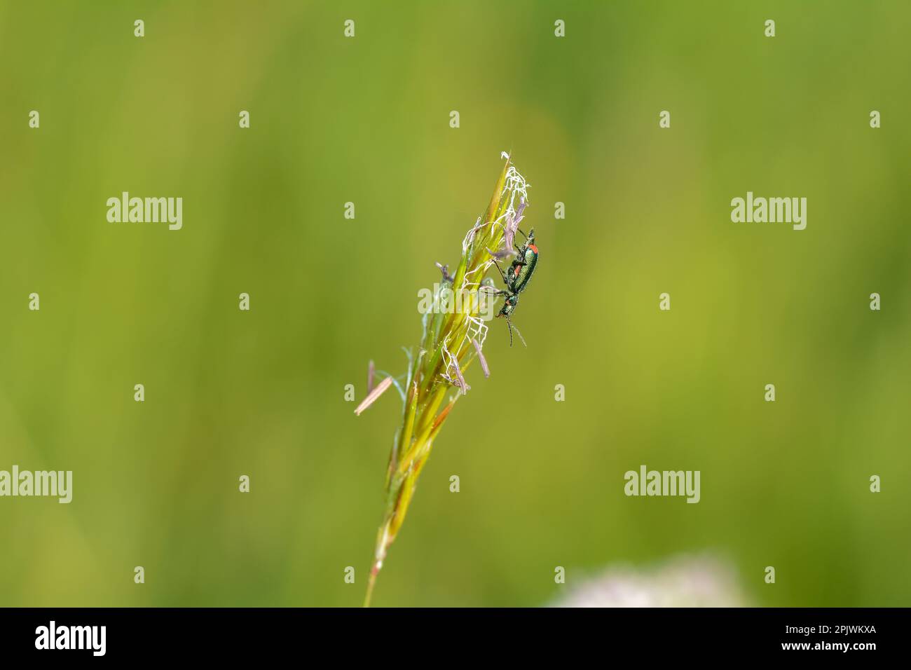 Two-spot wart beetle ( Malachius bipustulatus ) on a plant in green ...