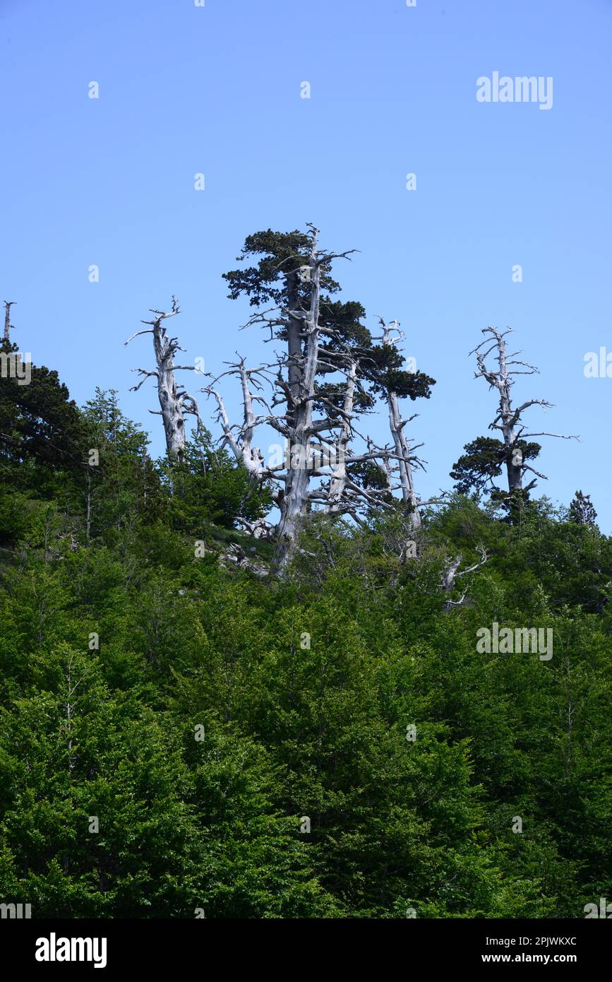 Pollino National Park is home of the Pinus heldreichii; Basilicata; Italy, Europe Stock Photo