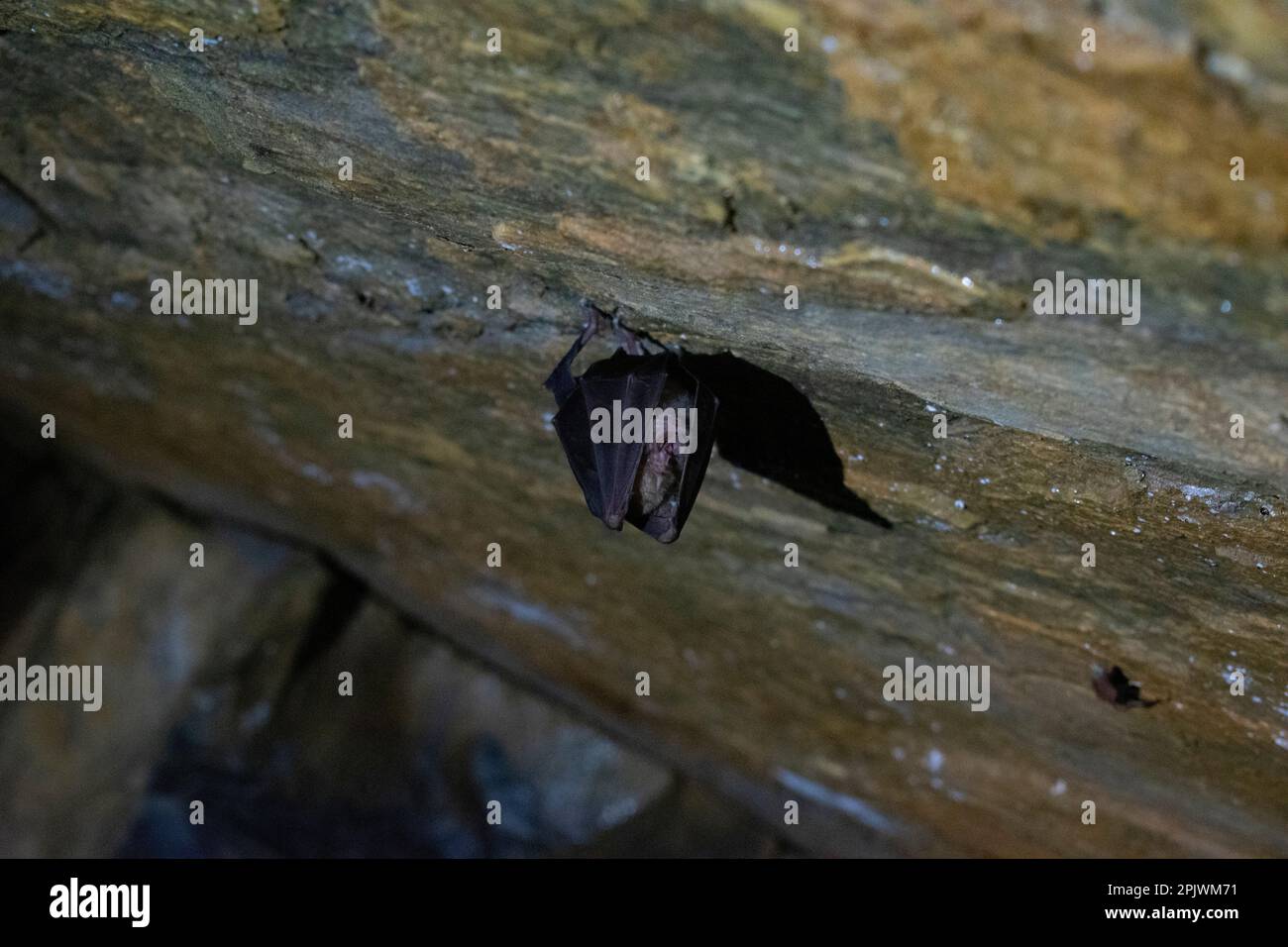 Bat in a cave during a trip to the hills of the hinterland of Genoa Biology Diagrams