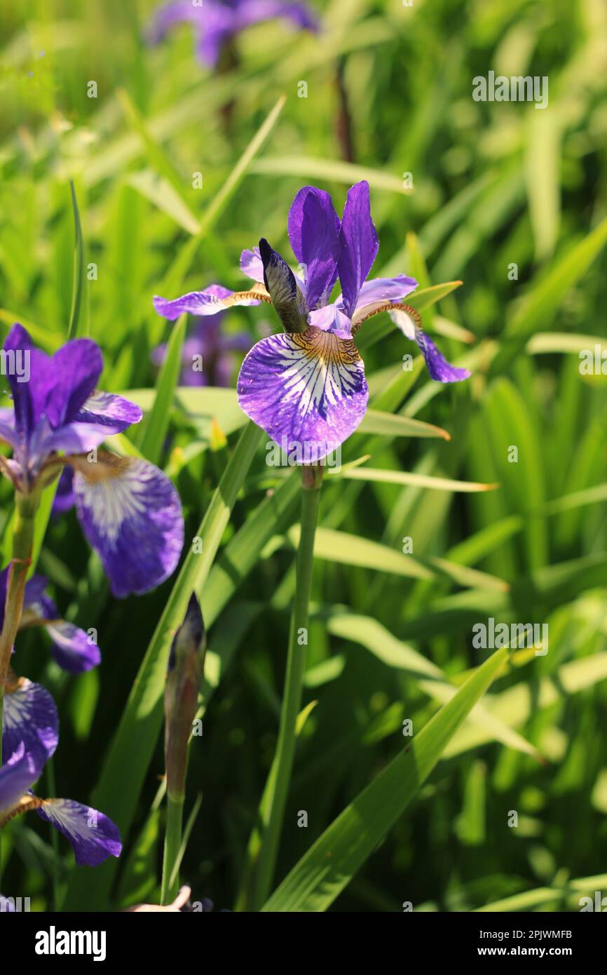 Beautiful common and typical midwest purple iris flowers growing in the ...