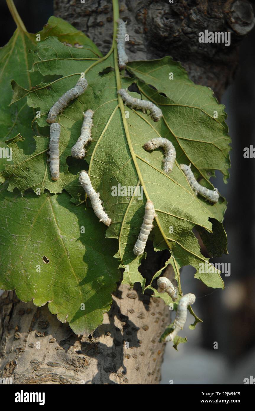 Breeding of silkworms at the Silk Museum. Jiangsu, Suzhou, China, Asia