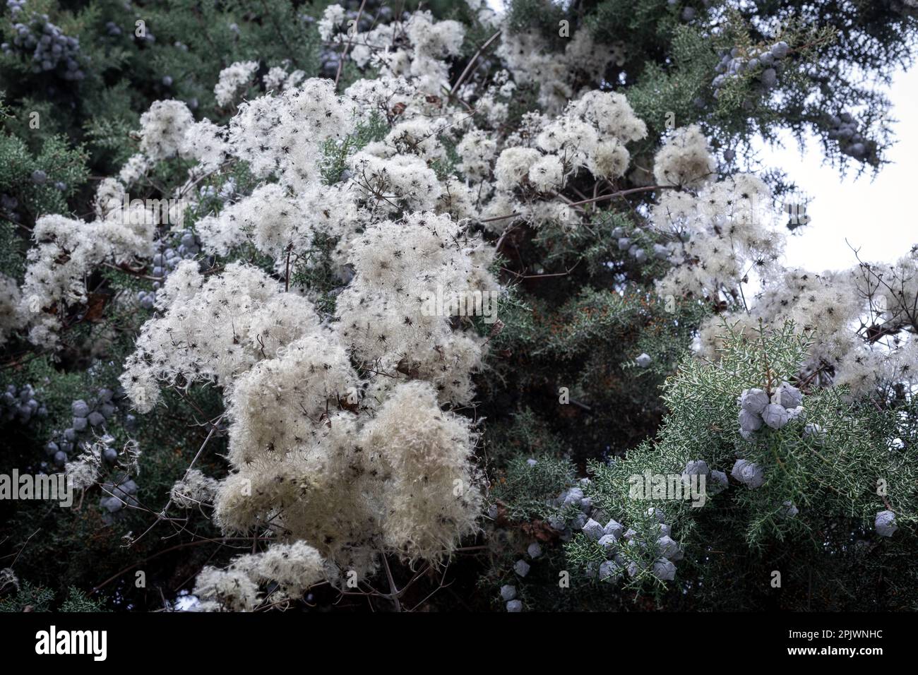 Melaleuca linariifolia. Melaleuca linariifolia is a plant in the myrtle family Myrtaceae. It is commonly known as snow-in-summer, narrow-leaved paperb Stock Photo