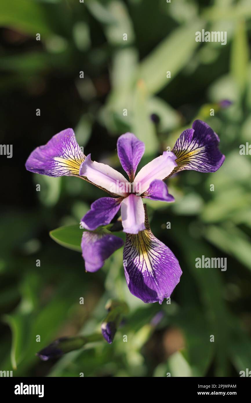 Beautiful common and typical midwest purple iris flowers growing in the