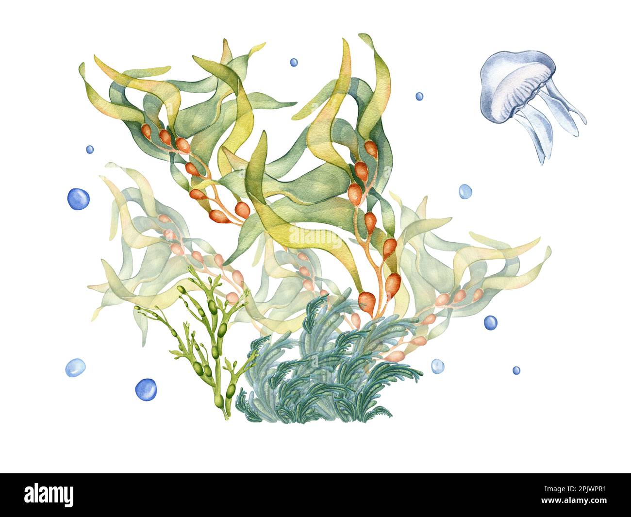 Composition of colorful sea plants watercolor illustration isolated on white. Laminaria, kelp,spirulina seaweeds hand drawn. Design element for signbo Stock Photo