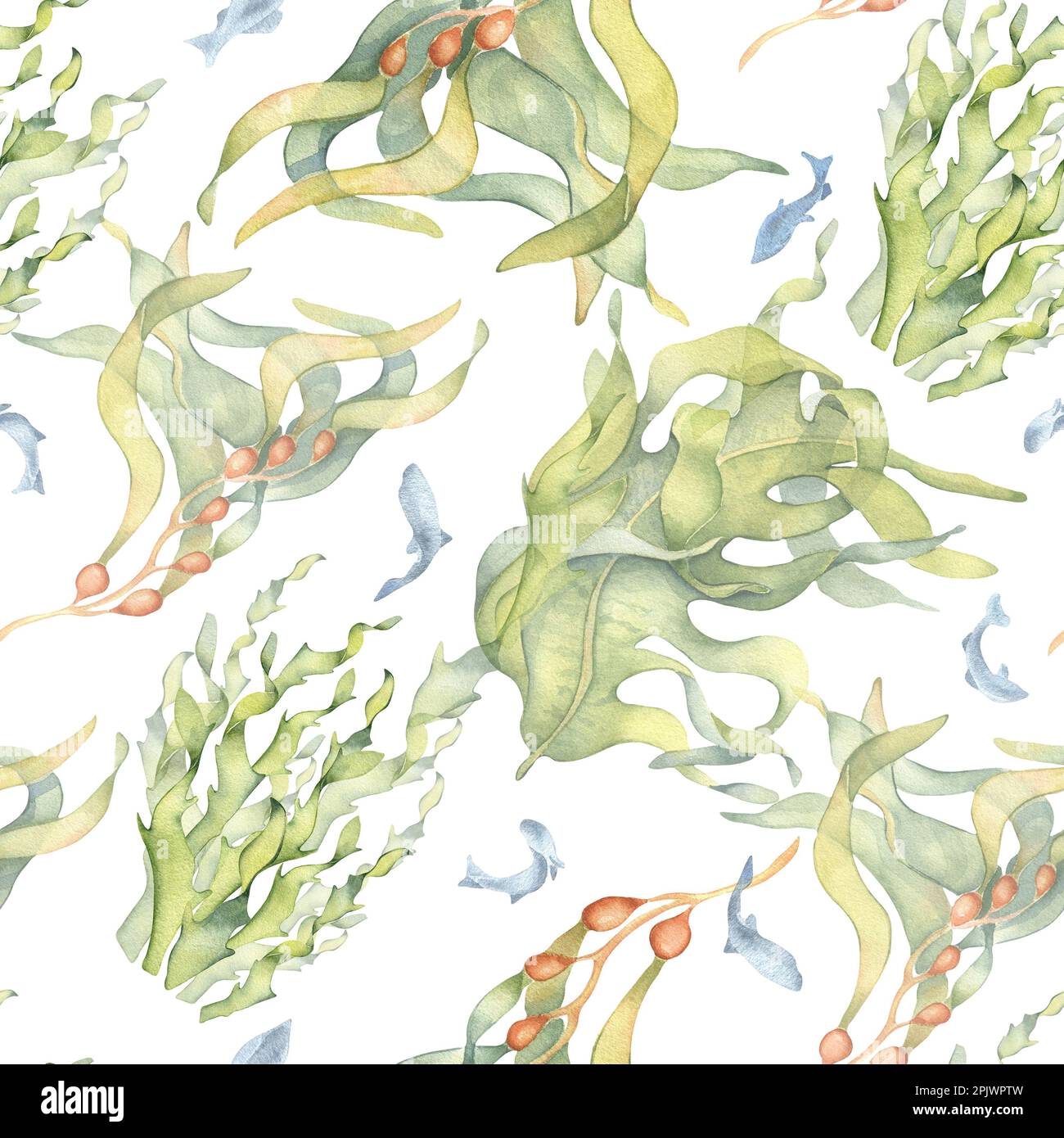 Seamless pattern of colorful sea plants watercolor illustration isolated on white. Laminaria, kelp, herb seaweeds hand drawn. Design for background, t Stock Photo