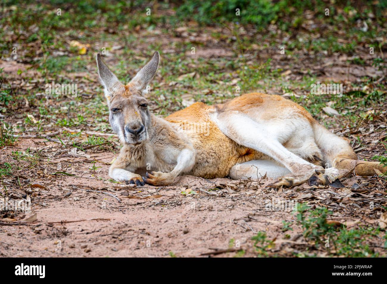 Red kangaroo (Osphranter rufus) resting in sand. Queensland Australia