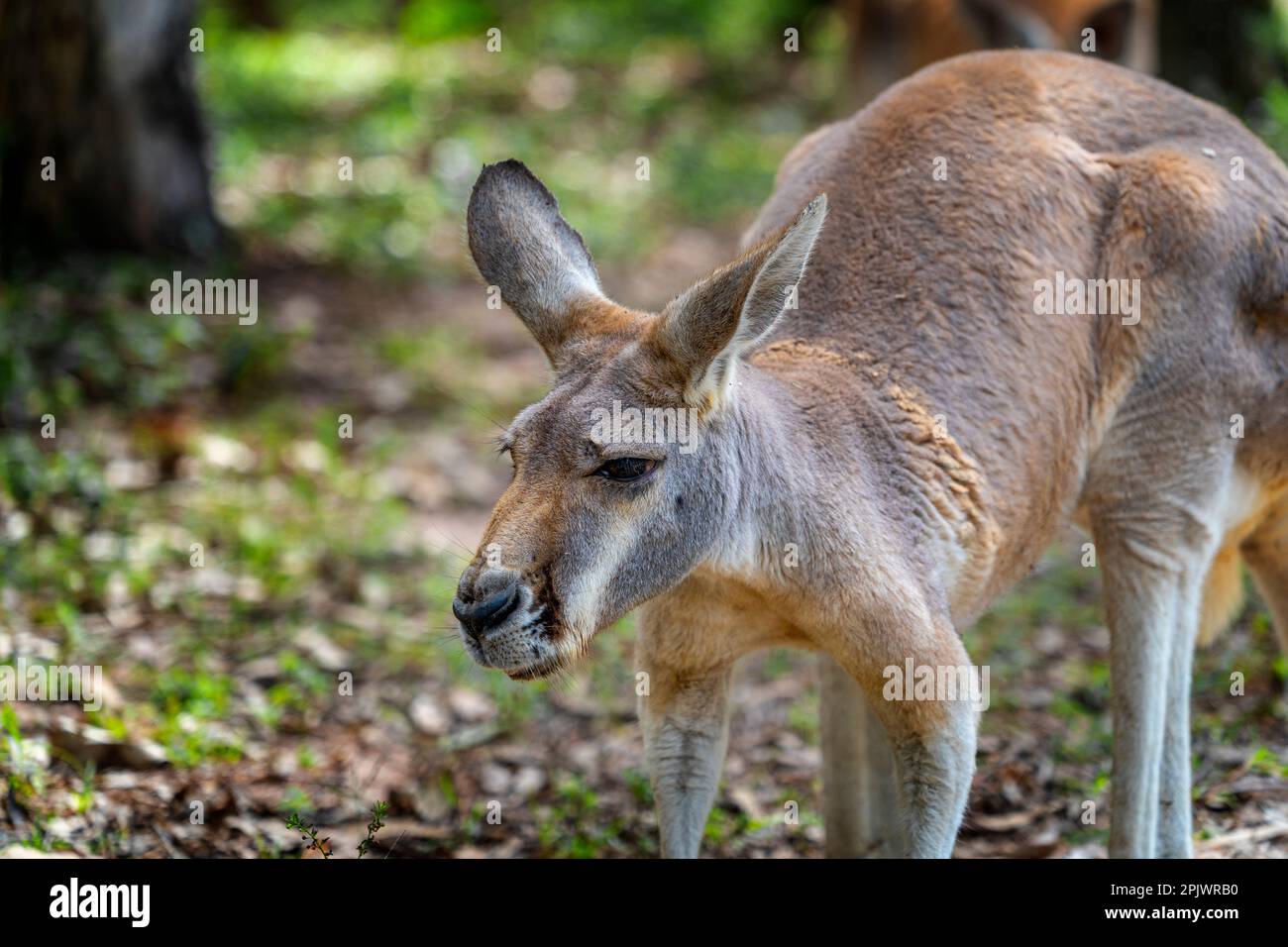 Close up of Red kangaroo (Osphranter rufus Stock Photo - Alamy