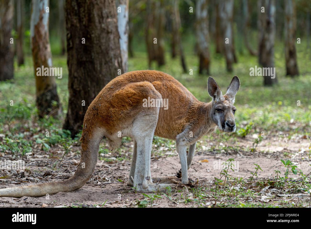 Red kangaroo (Osphranter rufus) standing in open bushland. Queensland