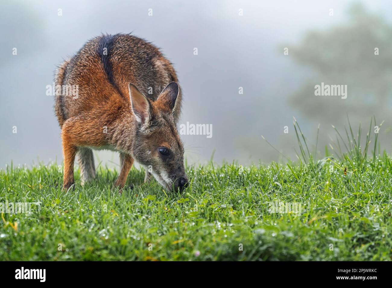 Black striped wallaby hires stock photography and images Alamy