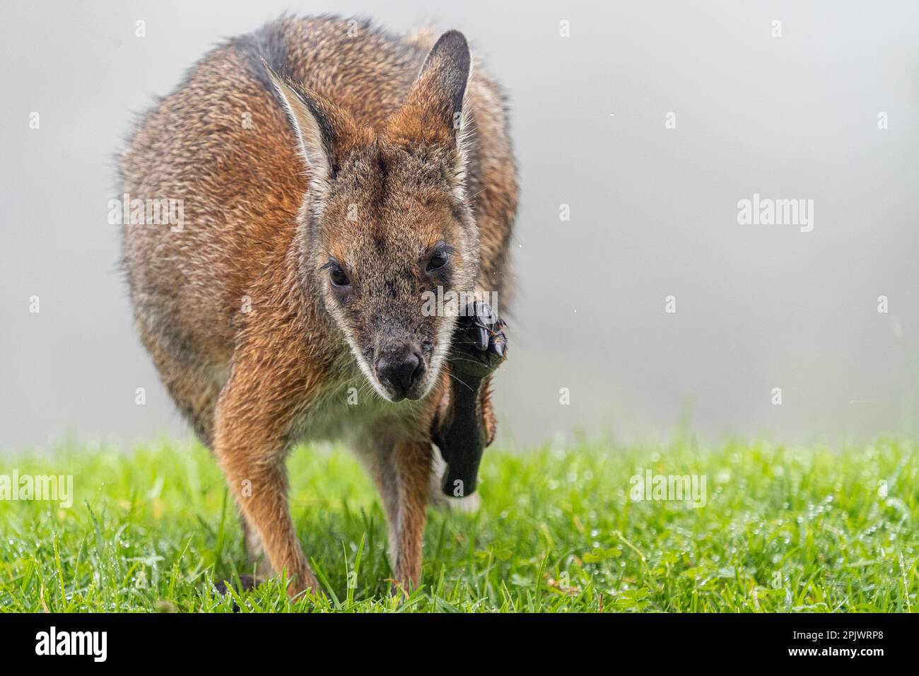 Blackstriped wallaby (Macropus dorsalis) facing towards camera while