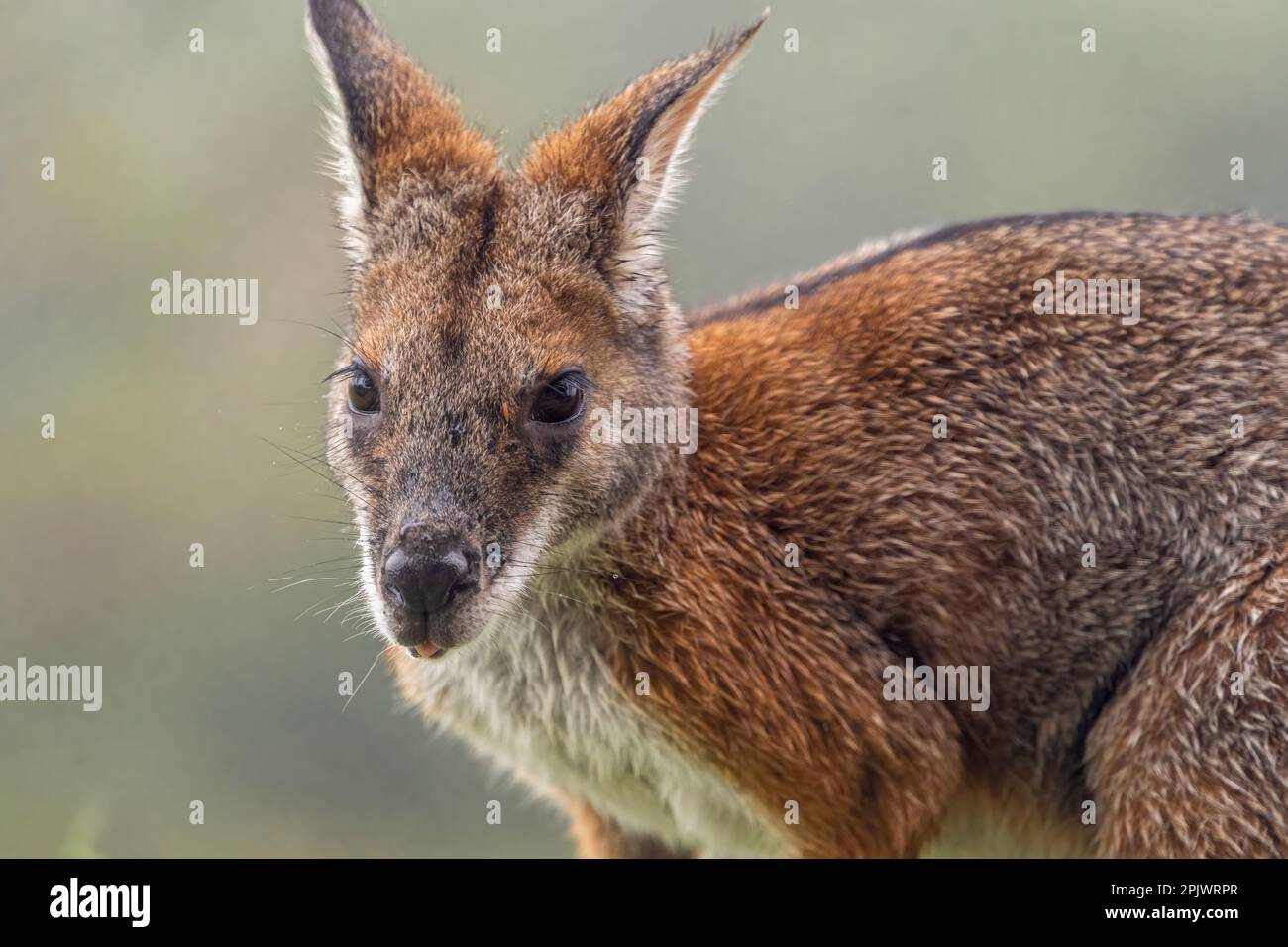 Portrait of Blackstriped wallaby (Macropus dorsalis) with wet fur. Bunya Mountains Queensland