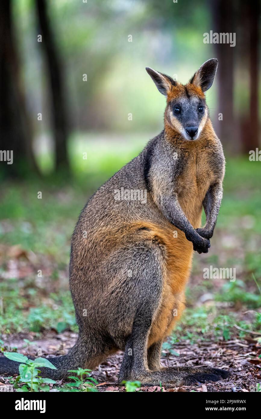 Black striped wallaby hires stock photography and images Alamy
