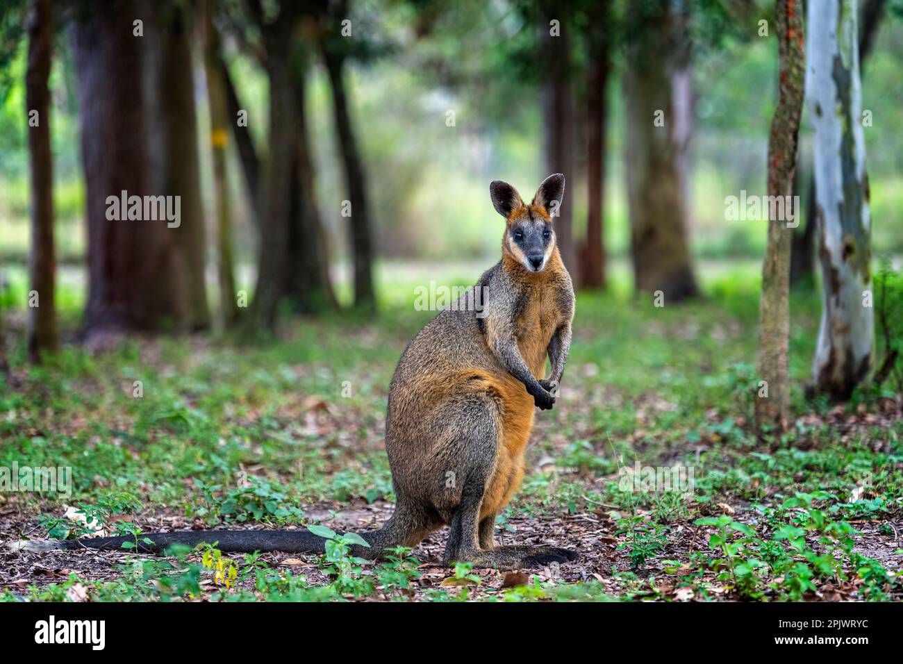 Black striped wallaby hires stock photography and images Alamy