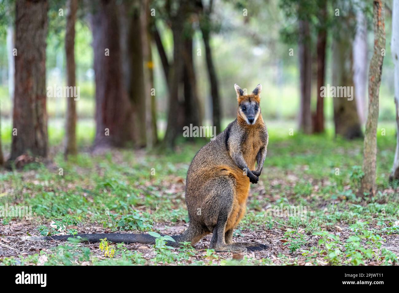 Swamp wallaby (Wallabia bicolor) standing in open woodlands. Queensland Australia. Stock Photo