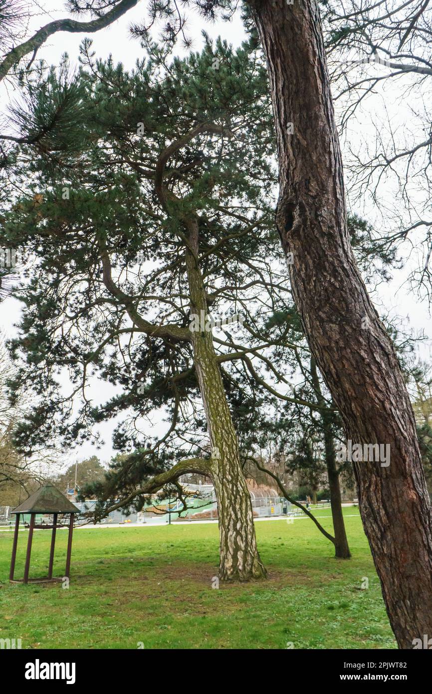 trees in Ujazdowski Park, Warsaw, Poland Stock Photo