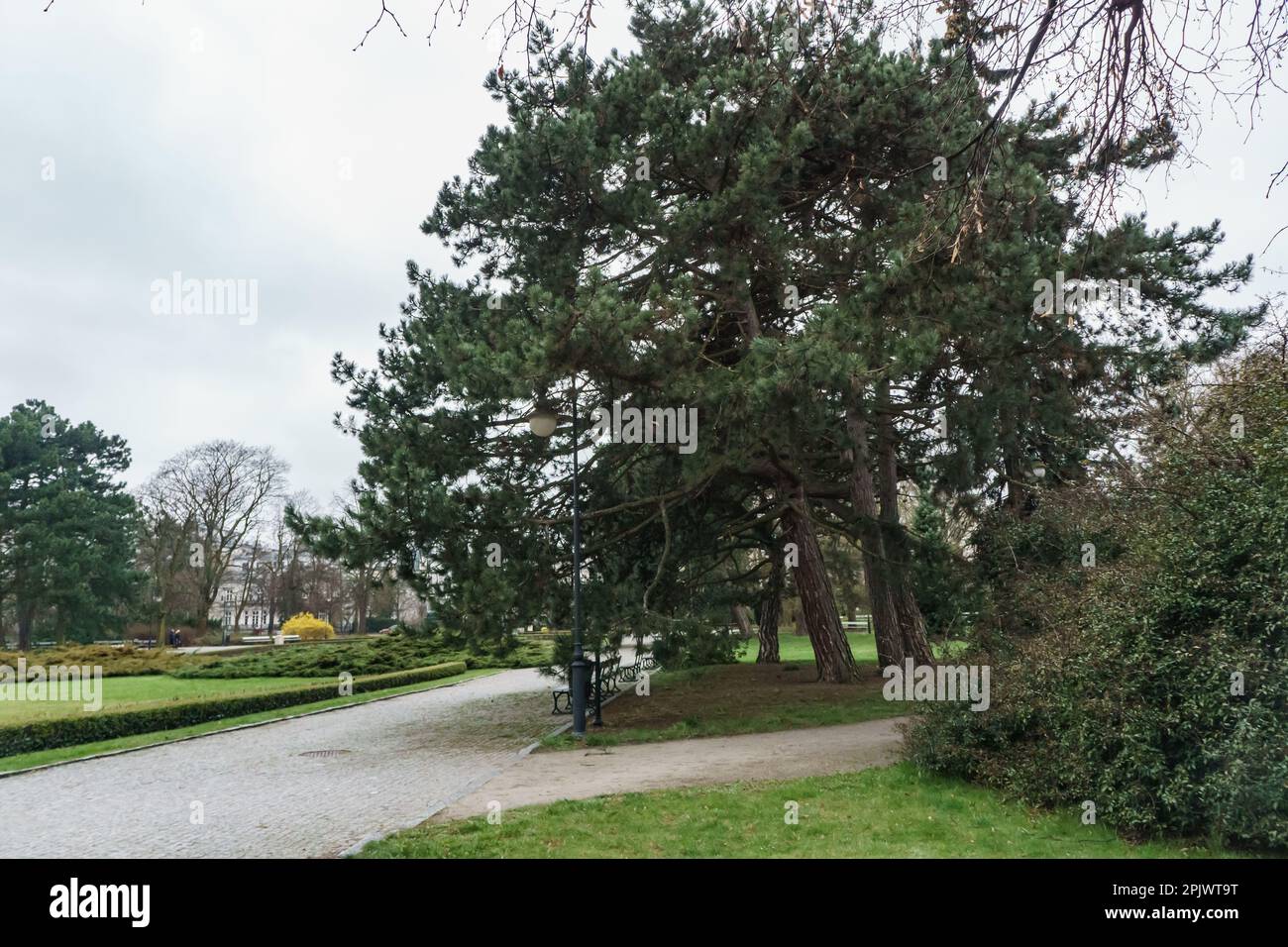 trees in Ujazdowski Park, Warsaw, Poland Stock Photo