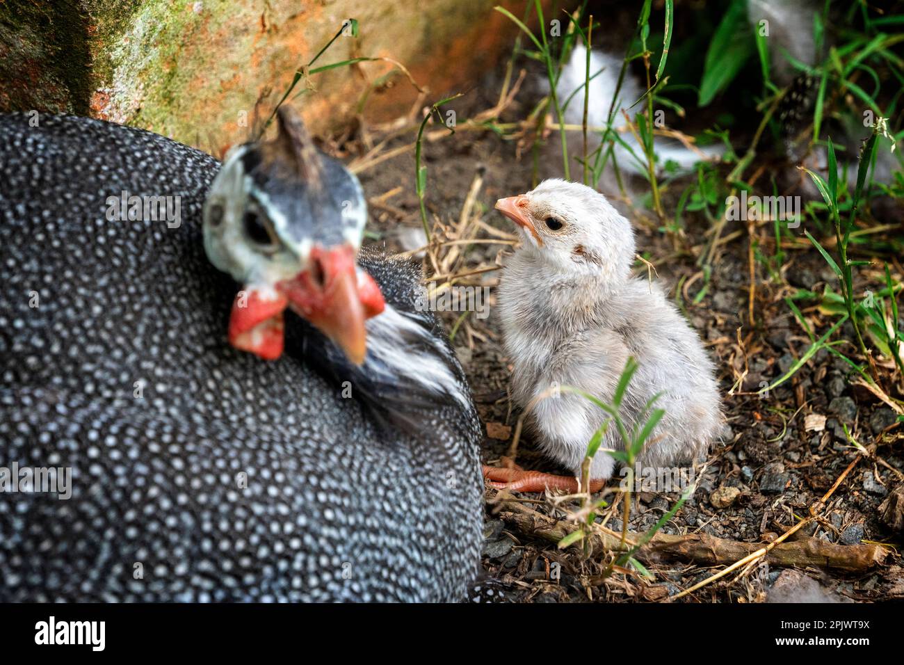 Adult helmeted guineafowl (Numida meleagris) sitting on hatching eggs with newly hatched chicks close by. Stock Photo