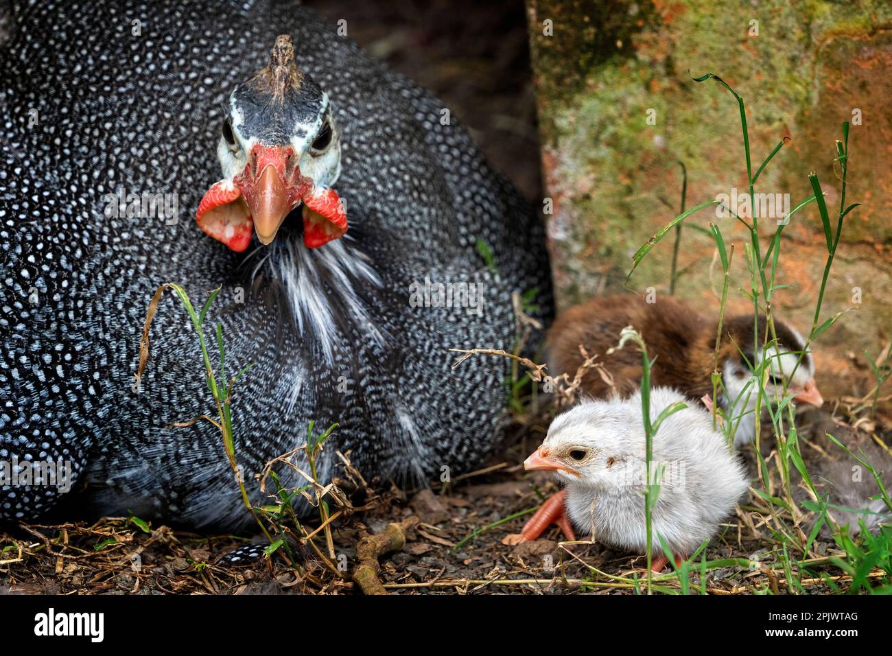 Adult helmeted guineafowl (Numida meleagris) sitting on hatching eggs with newly hatched chicks close by. Stock Photo