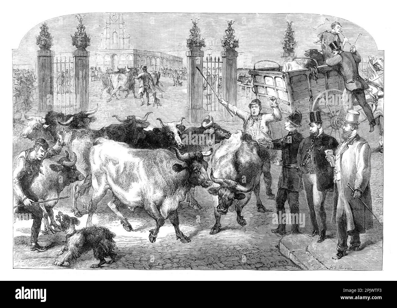 Inspection of imported cattle in 1865 at the Metropolitan Cattle Market (later Caledonian Market), just off the Caledonian Road in the parish of Islington, built by the City of London Corporation and was opened in June 1855 by Prince Albert. The market was supplementary to the meat market at Smithfield and was established to remove the difficulty of managing live cattle at that latter site. Stock Photo