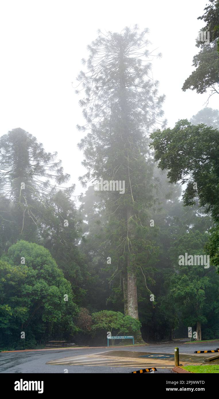 Bunya pines (Araucaria bidwillii) surrounded by mist at Bunya Mountains National Park, Queensland Australia Stock Photo