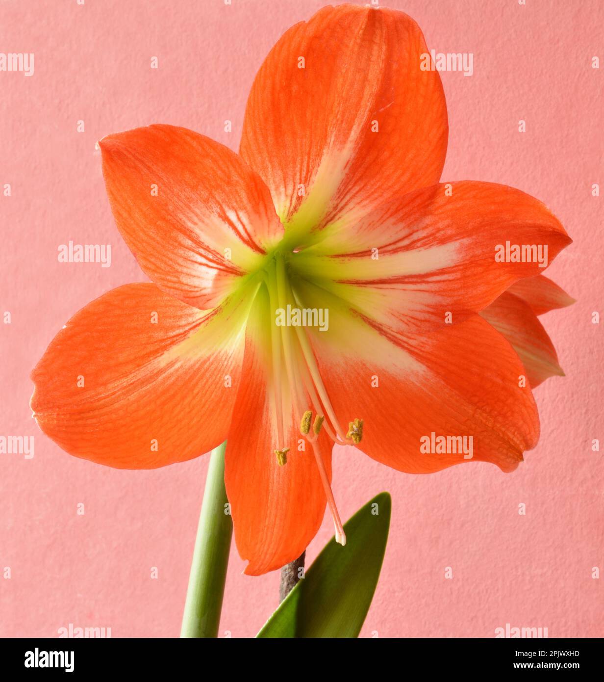 Beautiful Striped Barbados Lily - Hippeastrum rutilum flower Stock Photo