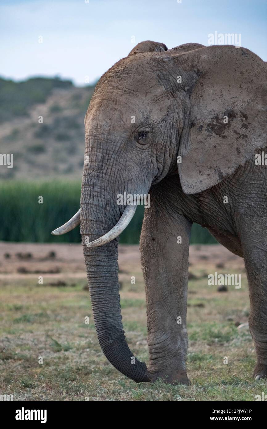 An African elephant stands in a vast grassy field Stock Photo - Alamy