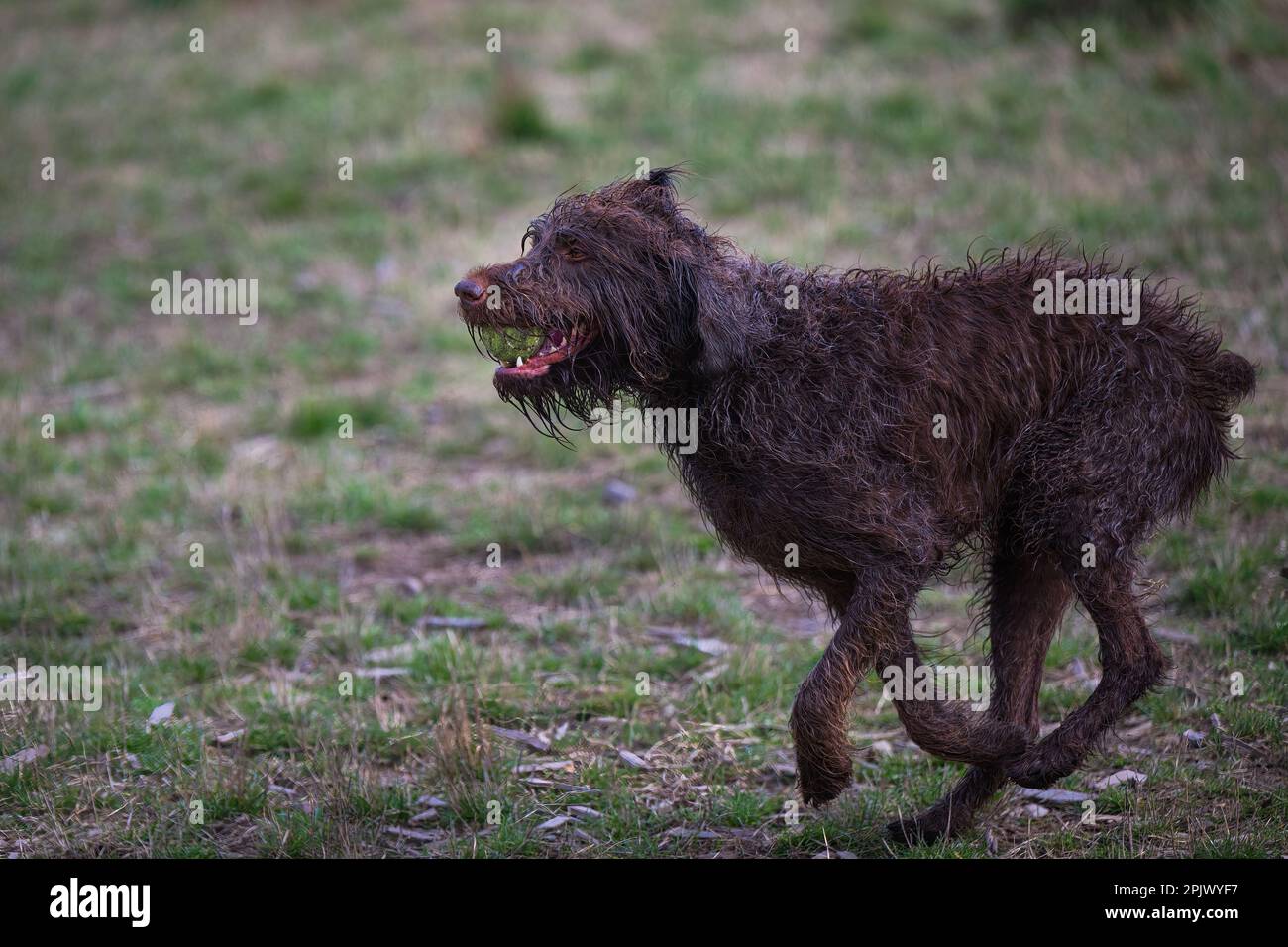 A wet brown dog is running through a grassy field with a tennis ball in ...