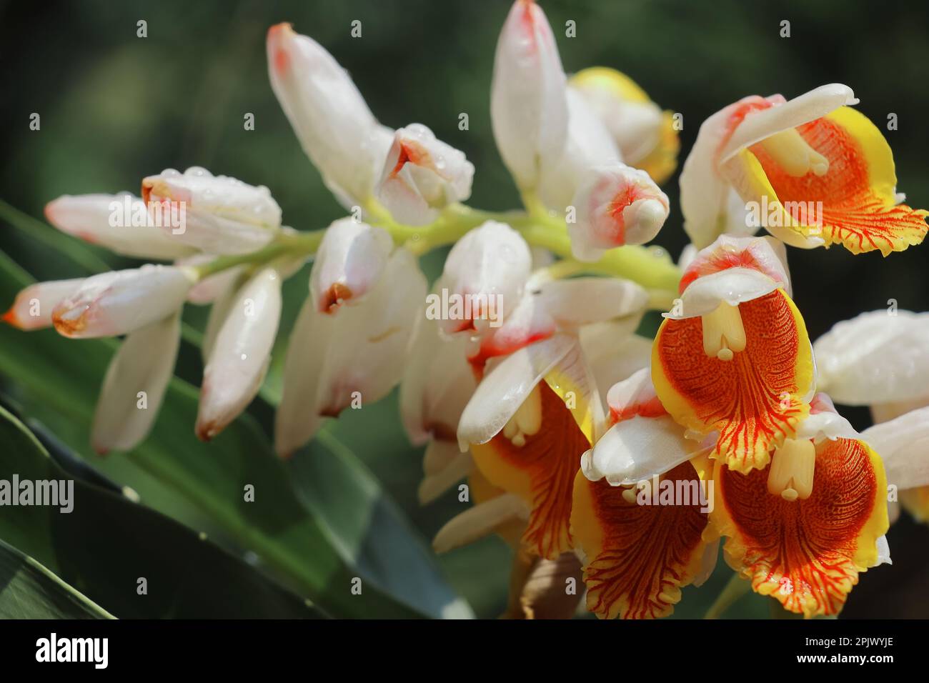 cardamom (badi elaichi) flowers blooming in spring, beautiful exotic flowers are looks like orchid, cardamom traditionally used as a medicinal plant Stock Photo