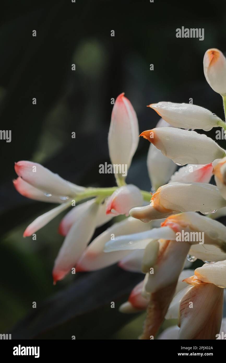 cardamom (badi elaichi) flowers blooming in spring, beautiful exotic flowers are looks like orchid, cardamom traditionally used as a medicinal plant Stock Photo