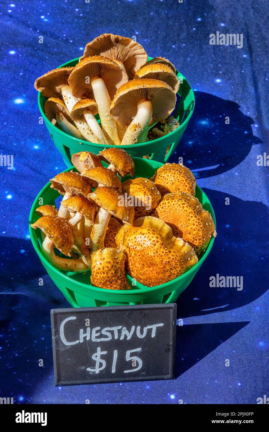 Fresh mushrooms for sale at the Farmers Market at Market Square in downtown district in Knoxville, TN Stock Photo