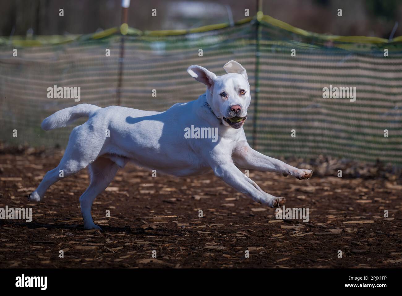 A cheerful white dog is running across a sun-drenched dirt field, carrying a ball in its mouth Stock Photo
