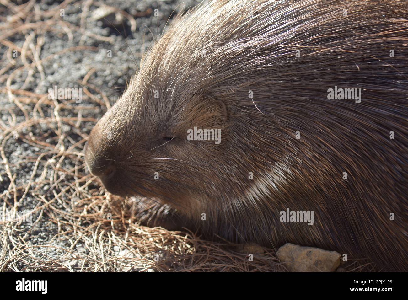 A porcupine in the Zoom naturalistic park in Pinerolo; Piedmont; Italy