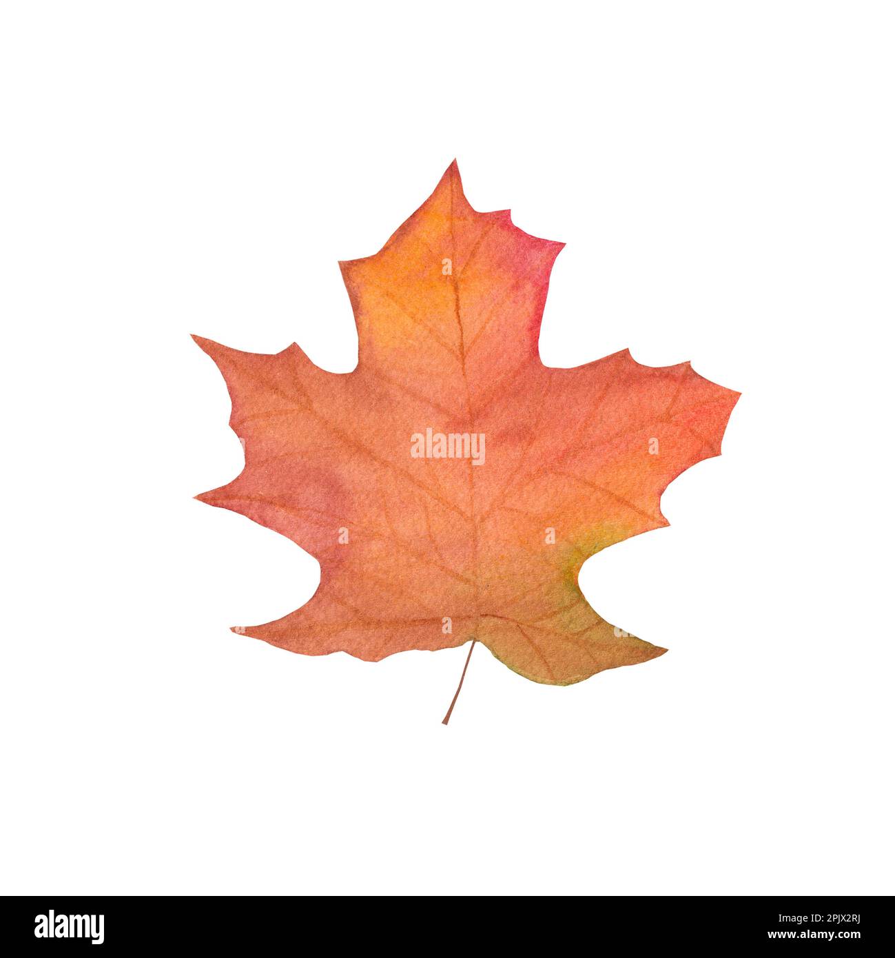 Watercolor maple leaf hi-res stock photography and images - Alamy