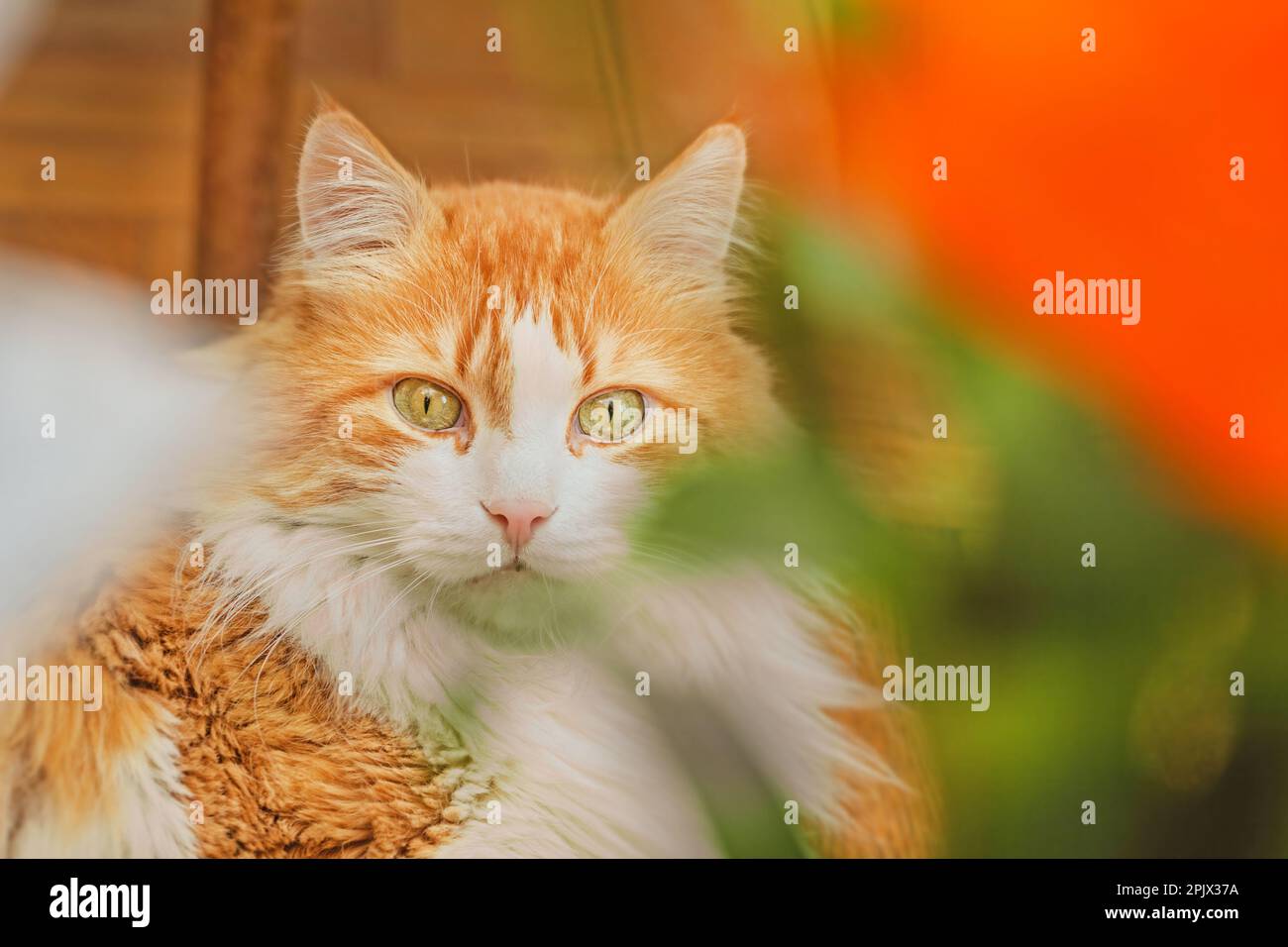 Real home charming adult white red cat among green branches Stock Photo