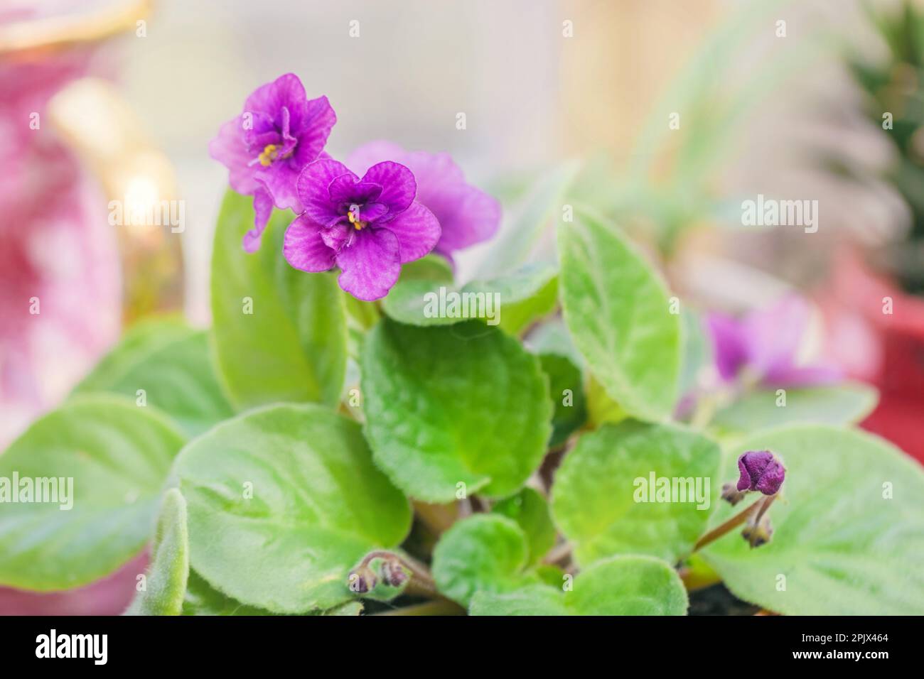 Real pretty purple flowering violet in pot with fresh green leaves Stock Photo
