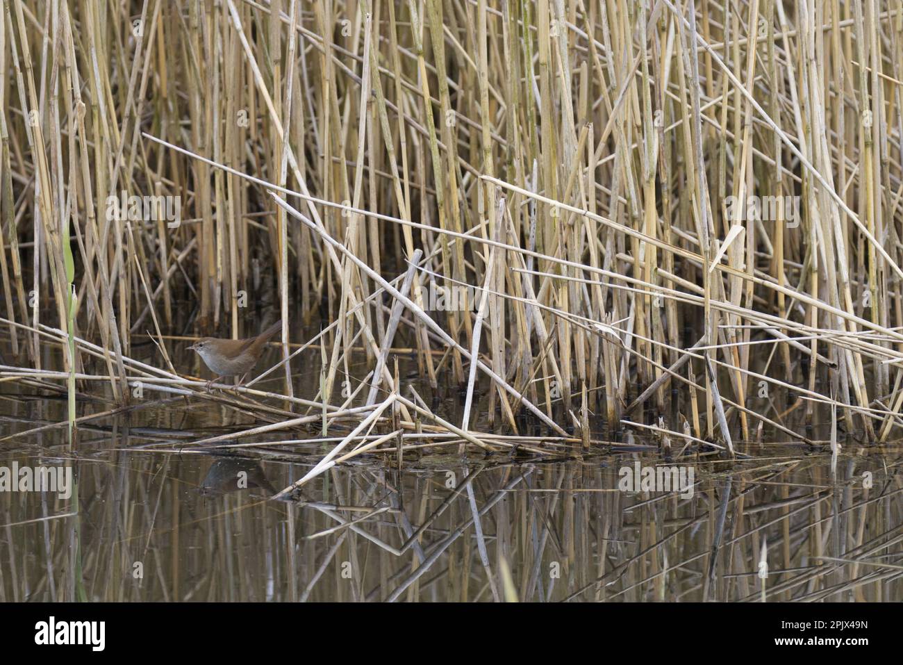 Reed Warbler - Acrocephalus scirpaceus - reflected in the water. Stock Photo