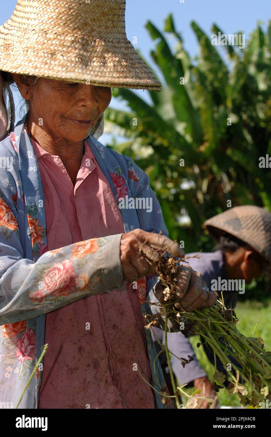peanuts collector in Bali Stock Photo Alamy