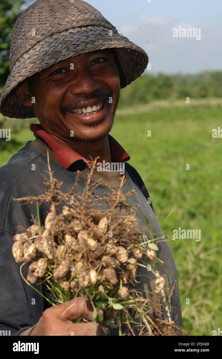 peanuts collector in Bali Stock Photo Alamy