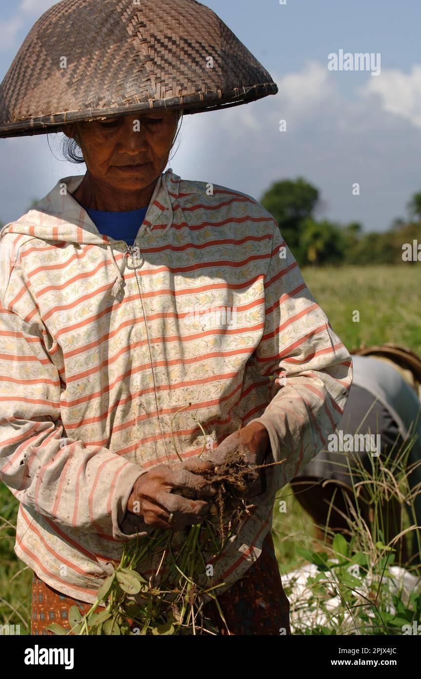peanuts collector in Bali Stock Photo Alamy