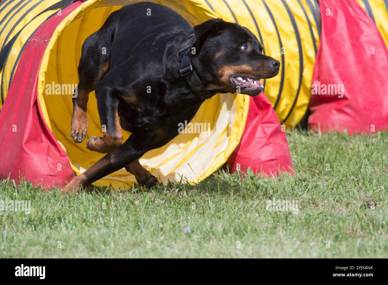 Rottweiler running through tunnel at an agility competition Stock Photo Alamy