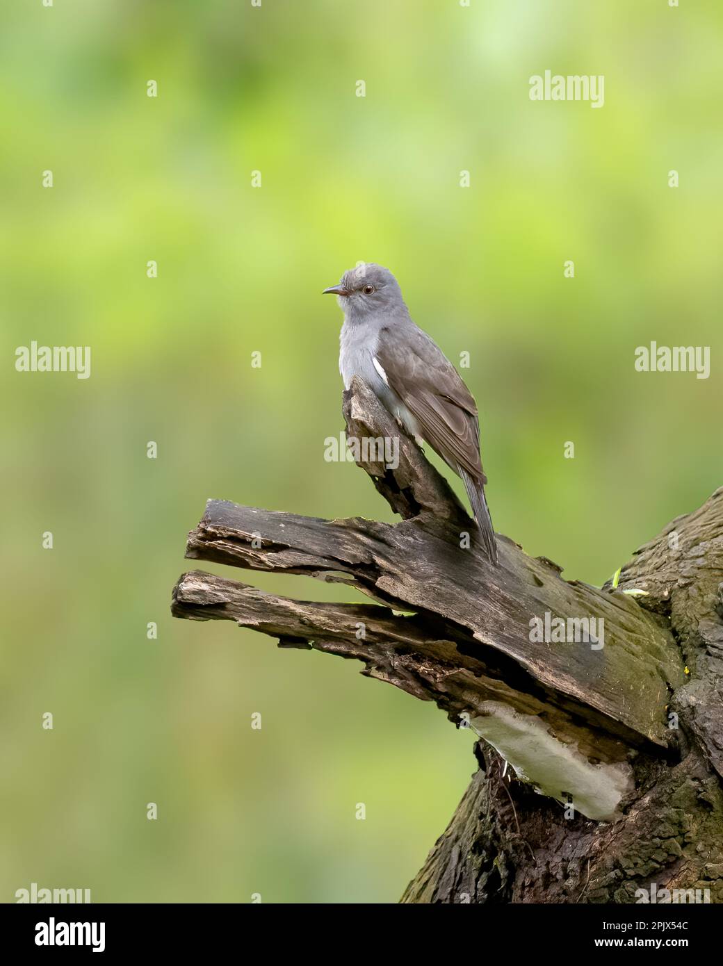 a lone grey-bellied cuckoo (Cacomantis passerinus), perched on a dead tree branch in the wild, also called the indian plaintive cuckoo. Stock Photo