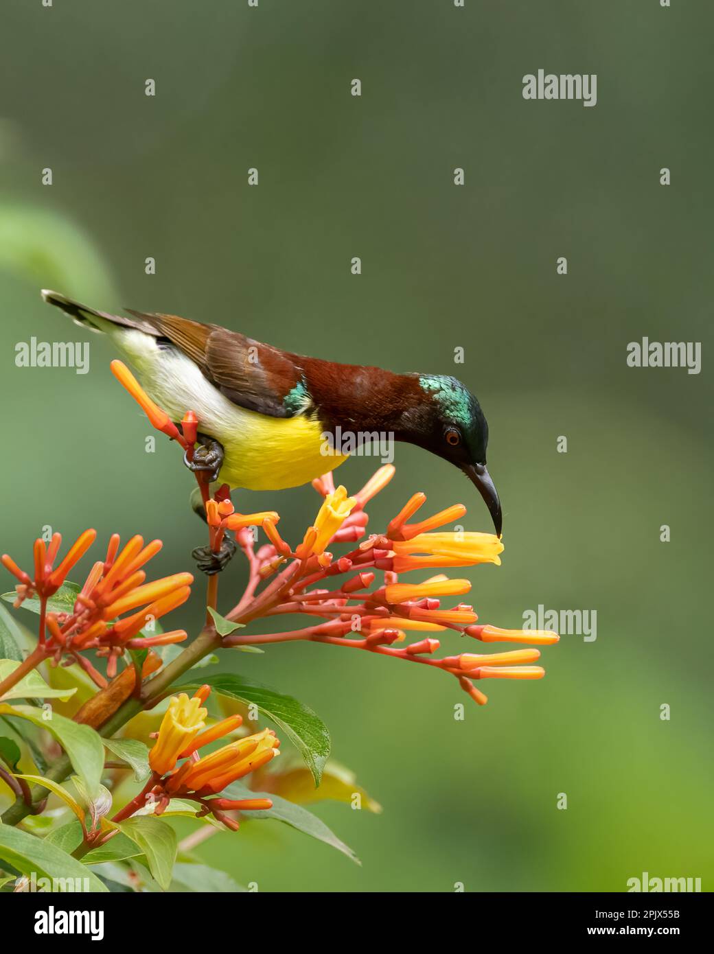 close up of a colorful male purple-rumped sunbird (Leptocoma zeylonica), feeding on nectar from the firebush flowers in the garden. Stock Photo