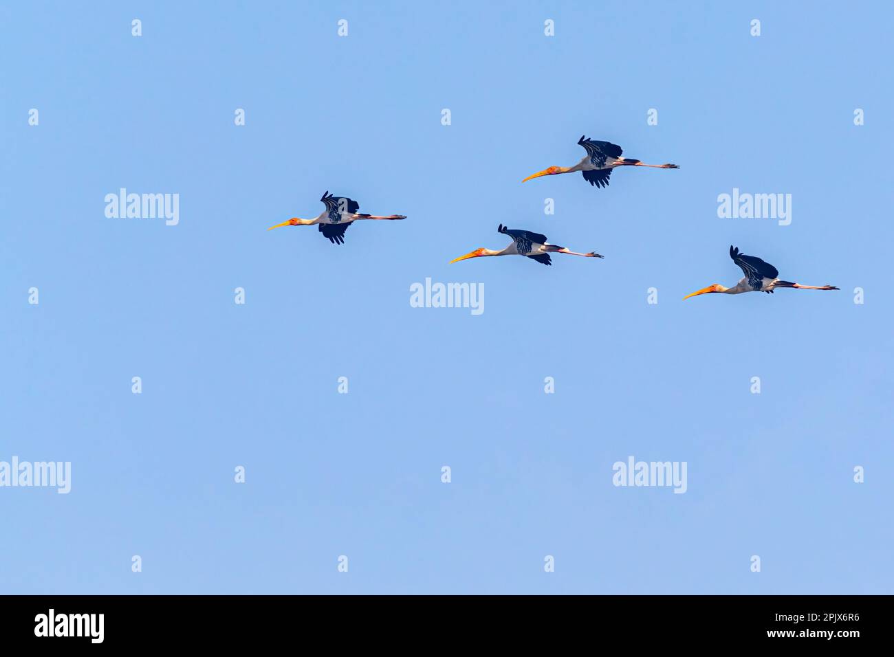 Four Painted Storks flying in a array Stock Photo