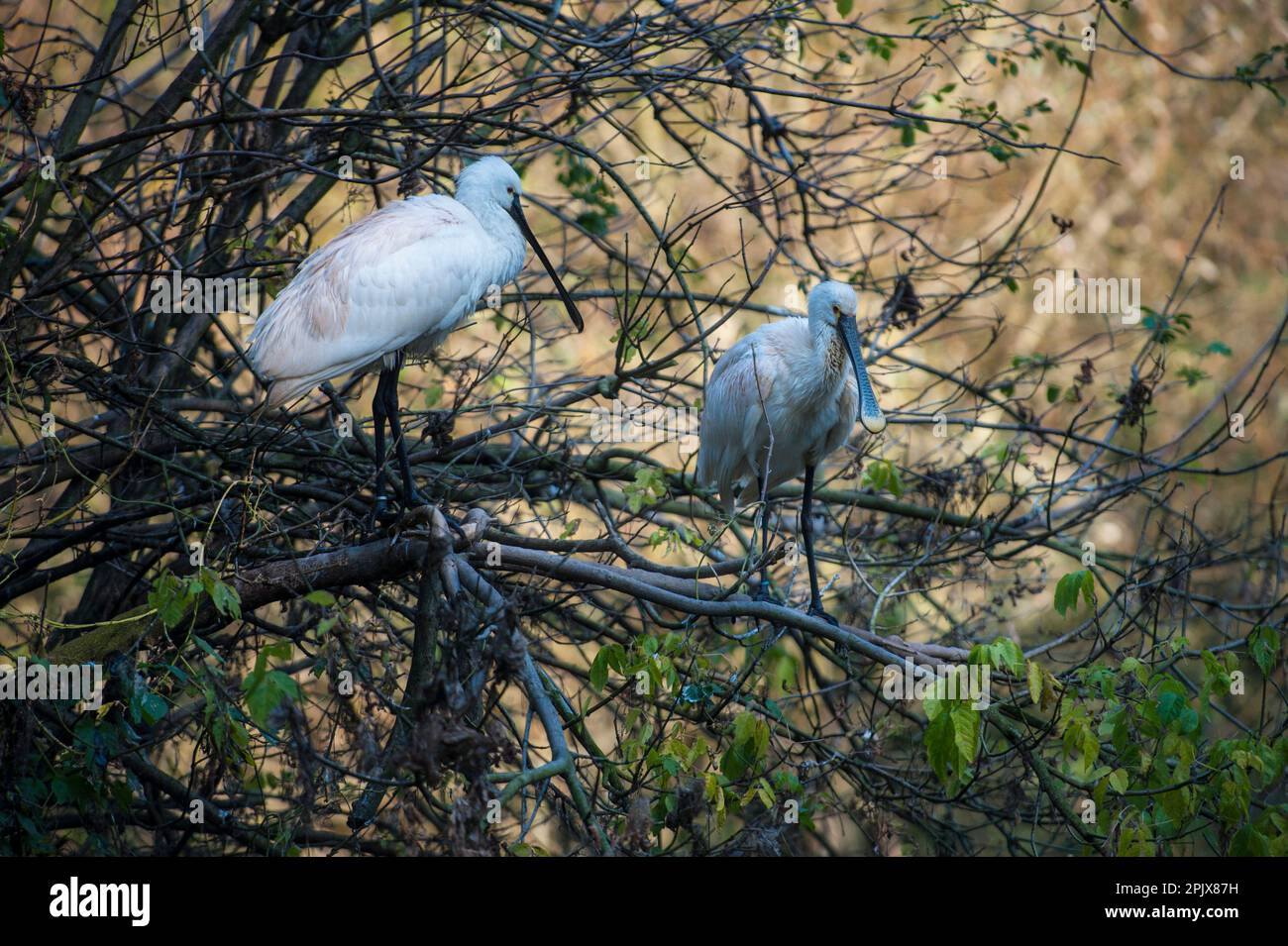 The Eurasian spoonbill (Platalea leucorodia), or common spoonbill, is a ...
