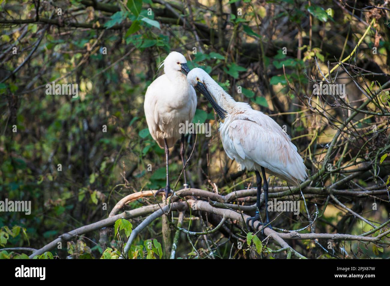 The Eurasian spoonbill (Platalea leucorodia), or common spoonbill, is a ...