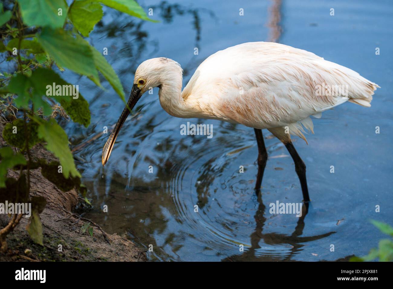The Eurasian spoonbill (Platalea leucorodia), or common spoonbill, is a ...