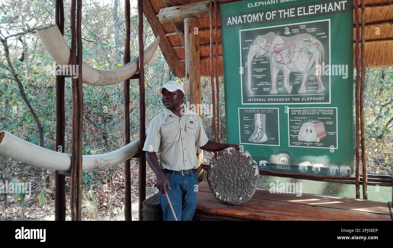 Elephant anatomy lesson. Picture taken at the rehabilitation centre